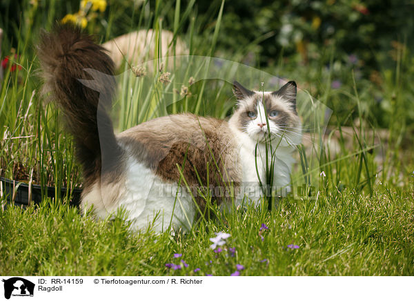 Ragdoll / Ragdoll / RR-14159