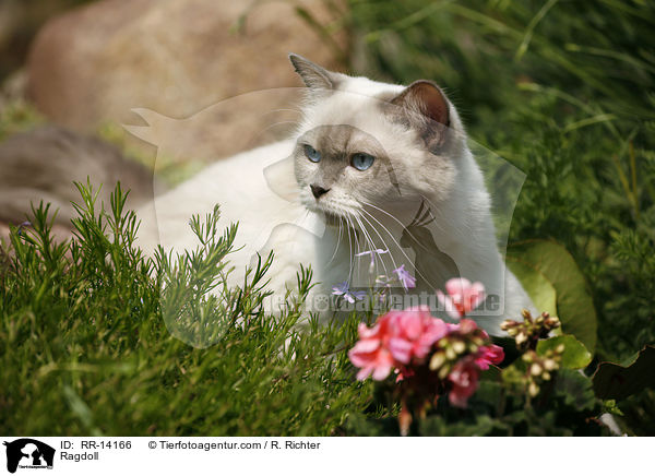 Ragdoll / Ragdoll / RR-14166