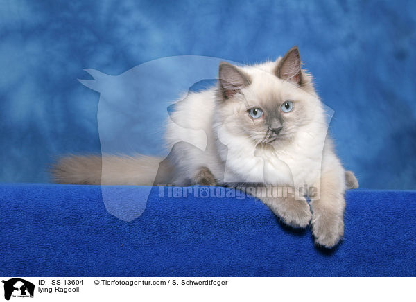 liegende Ragdoll / lying Ragdoll / SS-13604