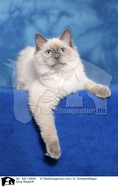 liegende Ragdoll / lying Ragdoll / SS-13609
