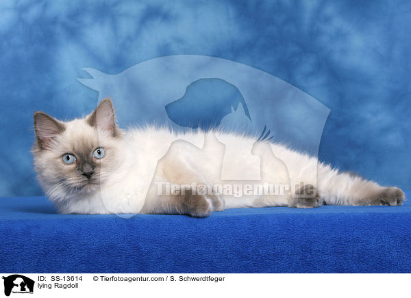liegende Ragdoll / lying Ragdoll / SS-13614