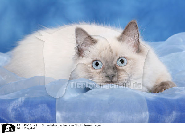 liegende Ragdoll / lying Ragdoll / SS-13621
