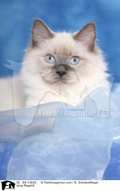 liegende Ragdoll / lying Ragdoll / SS-13628