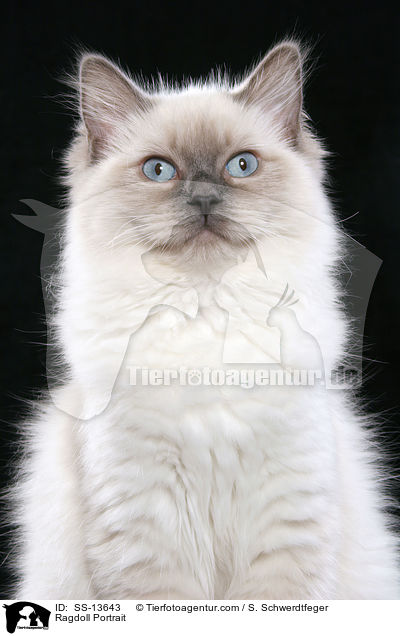 Ragdoll Portrait / Ragdoll Portrait / SS-13643