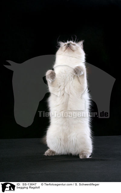 Ragdoll macht Mnnchen / begging Ragdoll / SS-13647