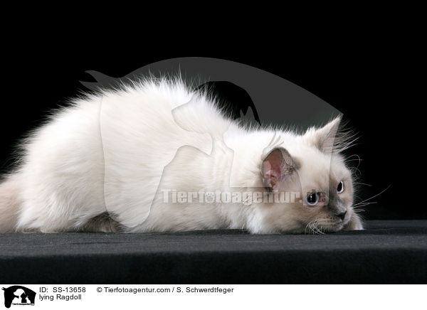 liegende Ragdoll / lying Ragdoll / SS-13658