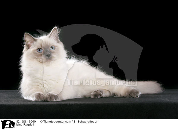 liegende Ragdoll / lying Ragdoll / SS-13660