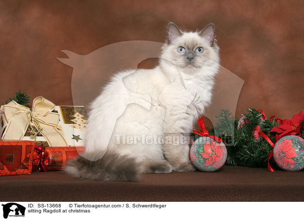 sitzende Ragdoll / sitting Ragdoll at christmas / SS-13668