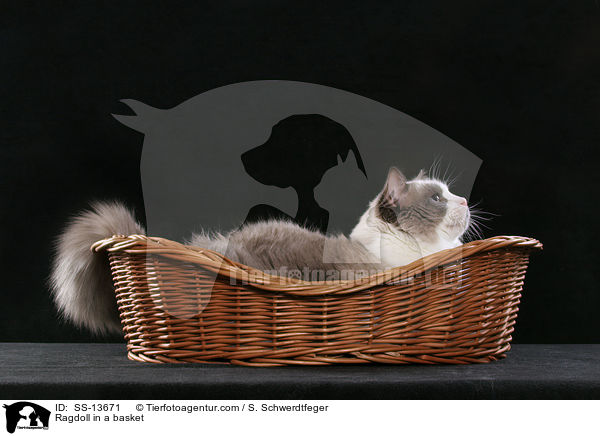 Ragdoll im Krbchen / Ragdoll in a basket / SS-13671