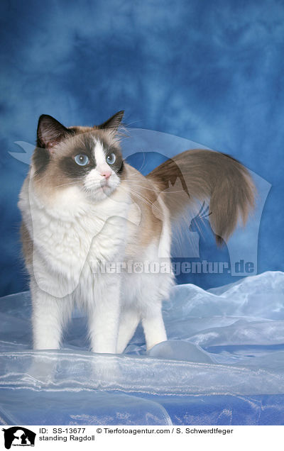 stehende Ragdoll / standing Ragdoll / SS-13677