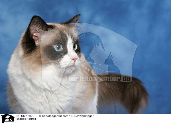 Ragdoll Portrait / Ragdoll Portrait / SS-13679