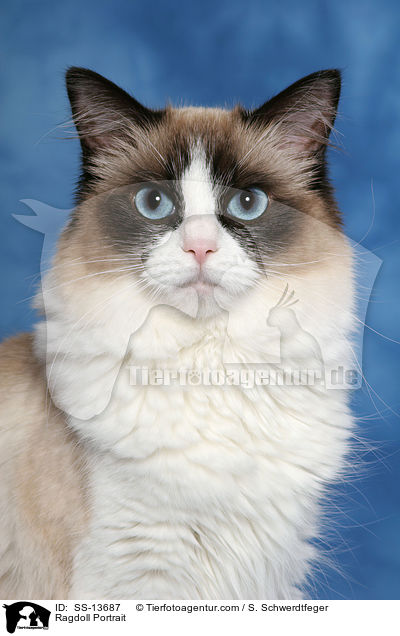Ragdoll Portrait / Ragdoll Portrait / SS-13687