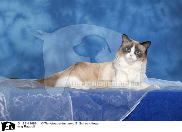 liegende Ragdoll / lying Ragdoll / SS-13689