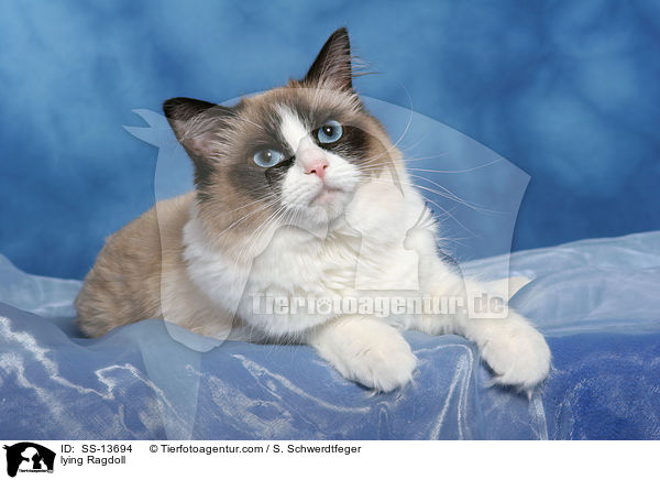 liegende Ragdoll / lying Ragdoll / SS-13694