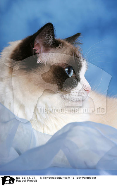 Ragdoll Portrait / Ragdoll Portrait / SS-13701