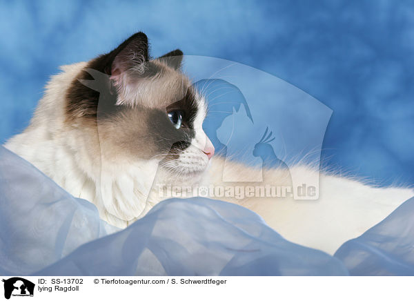 liegende Ragdoll / lying Ragdoll / SS-13702