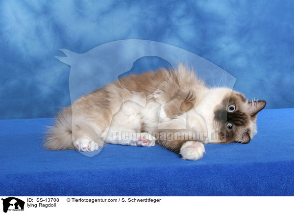 liegende Ragdoll / lying Ragdoll / SS-13708