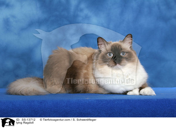 liegende Ragdoll / lying Ragdoll / SS-13712