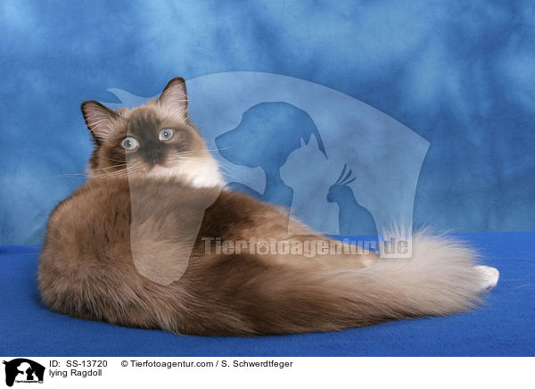 liegende Ragdoll / lying Ragdoll / SS-13720
