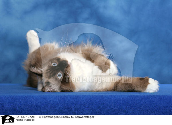 Ragdoll wlzt sich / rolling Ragdoll / SS-13728