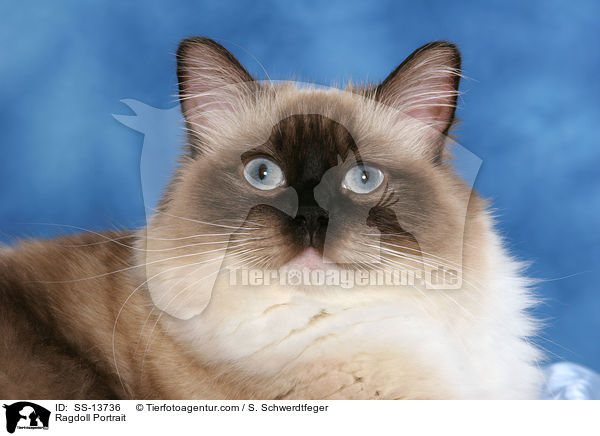Ragdoll Portrait / Ragdoll Portrait / SS-13736