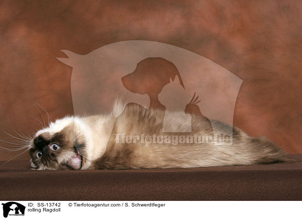 Ragdoll wlzt sich / rolling Ragdoll / SS-13742