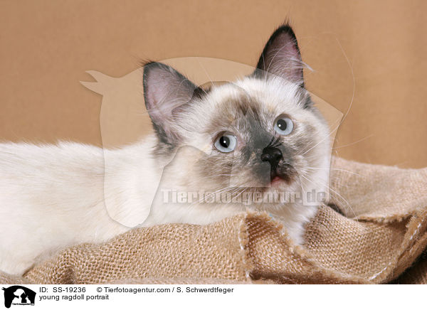 Ragdoll Jungkatze / young ragdoll / SS-19236