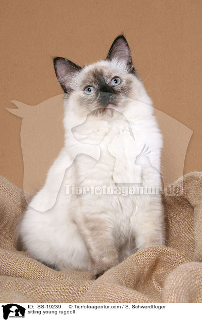 Ragdoll Jungkatze / young ragdoll / SS-19239