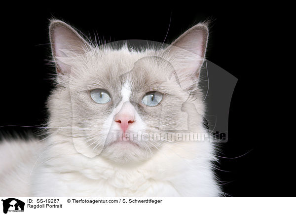 Ragdoll Portrait / Ragdoll Portrait / SS-19267