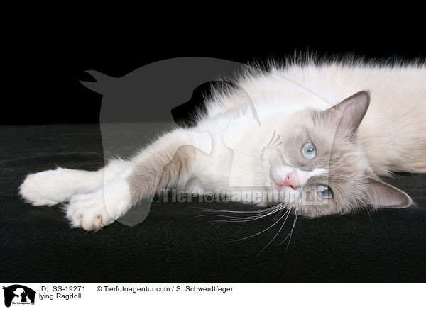 liegende Ragdoll / lying Ragdoll / SS-19271