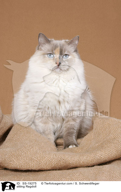 sitzende Ragdoll / sitting Ragdoll / SS-19275