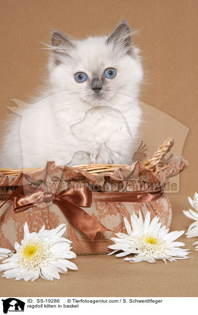 Ragdoll Ktzchen / ragdoll kitten / SS-19286