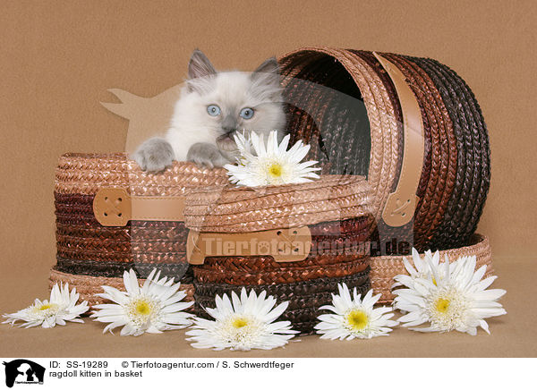 Ragdoll Ktzchen / ragdoll kitten / SS-19289