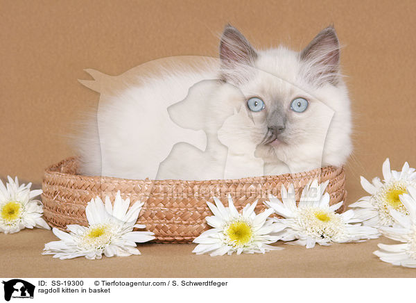 Ragdoll Ktzchen / ragdoll kitten / SS-19300