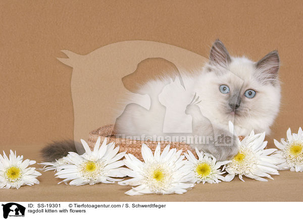 Ragdoll Ktzchen / ragdoll kitten / SS-19301