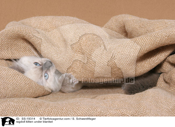 Ragdoll Ktzchen / ragdoll kitten / SS-19314