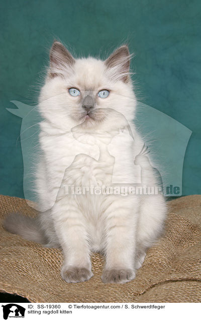 Ragdoll Ktzchen / ragdoll kitten / SS-19360