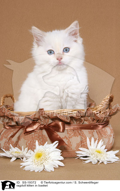 Ragdoll K�tzchen / ragdoll kitten / SS-19372