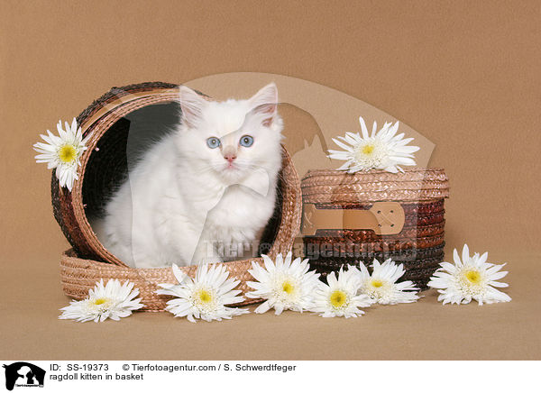 Ragdoll Ktzchen / ragdoll kitten / SS-19373