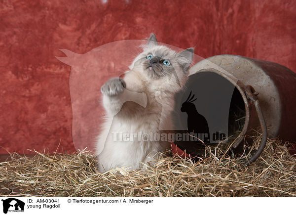 junge Ragdoll / young Ragdoll / AM-03041