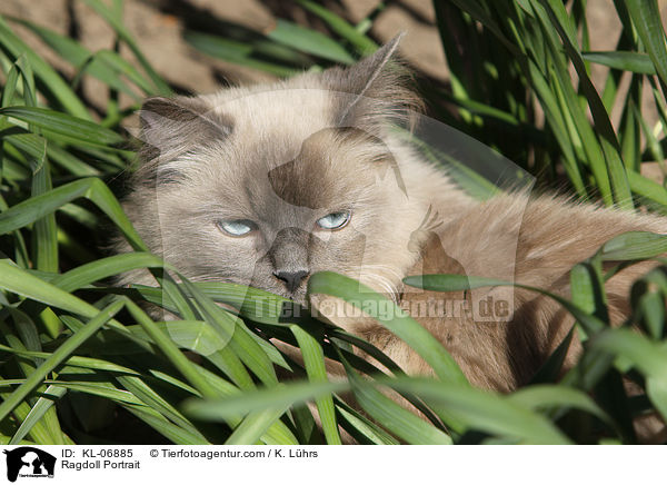 Ragdoll Portrait / Ragdoll Portrait / KL-06885