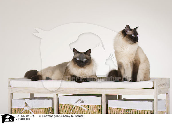 2 Ragdolls / 2 Ragdolls / NN-05275