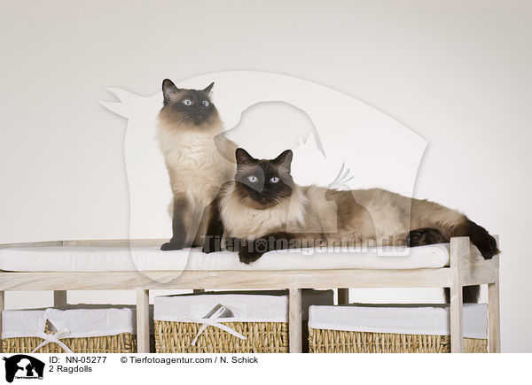 2 Ragdolls / 2 Ragdolls / NN-05277
