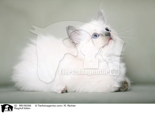 Ragdoll Ktzchen / Ragdoll kitten / RR-56086
