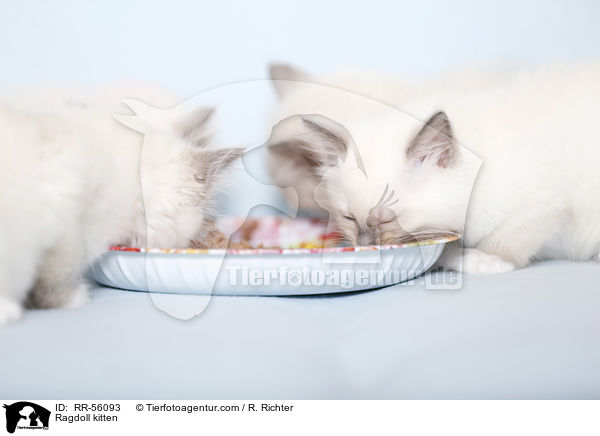 Ragdoll Ktzchen / Ragdoll kitten / RR-56093