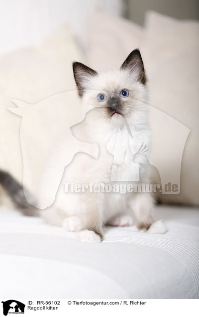 Ragdoll Ktzchen / Ragdoll kitten / RR-56102