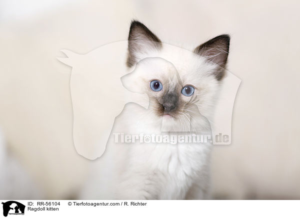Ragdoll Ktzchen / Ragdoll kitten / RR-56104