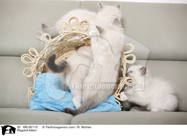 Ragdoll Ktzchen / Ragdoll kitten / RR-56110
