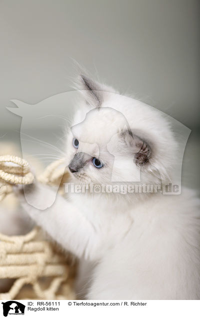 Ragdoll Ktzchen / Ragdoll kitten / RR-56111