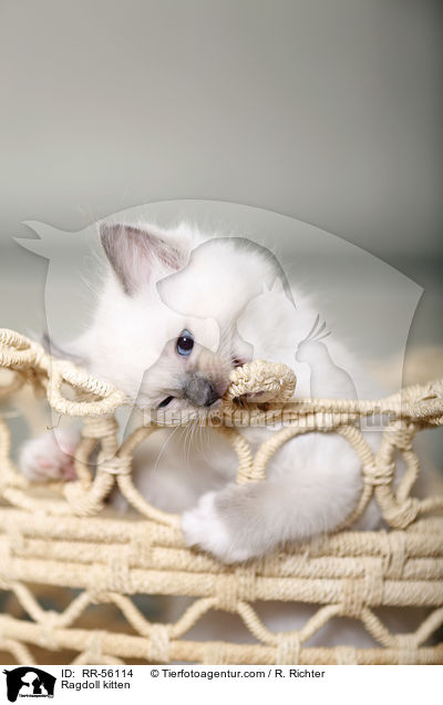Ragdoll Ktzchen / Ragdoll kitten / RR-56114